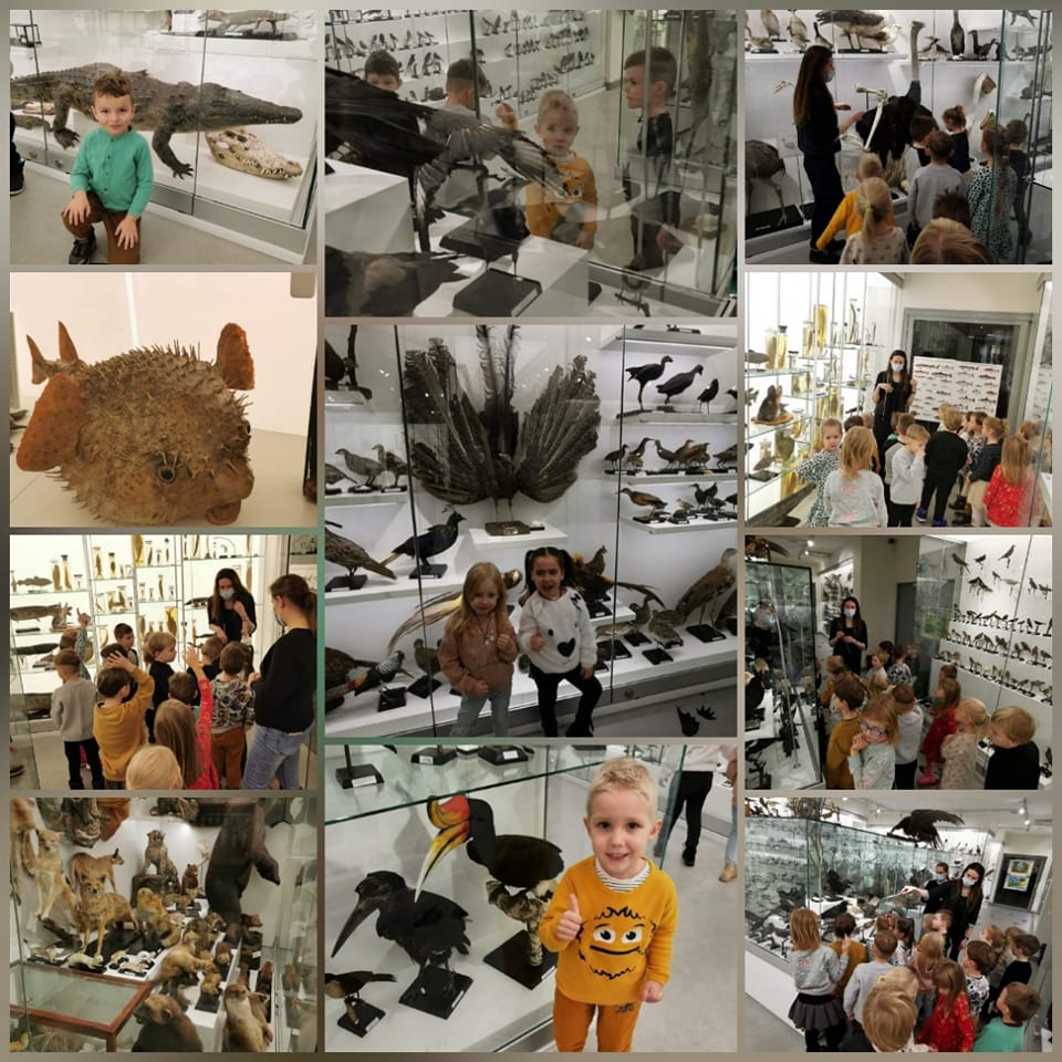 “Drugelių ” grupė Vilniaus universiteto Zoologijos muziejuje
