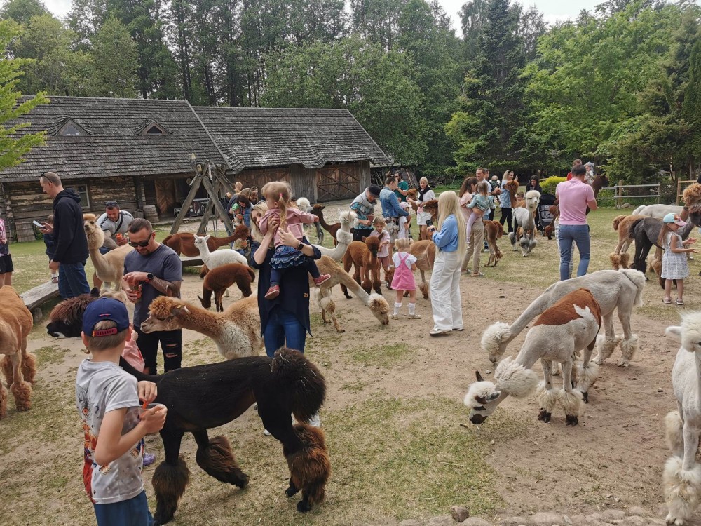“Šypsenėlių” grupės bendruomenė išvyko į Baigiamąją Metų išvyką pas Trakų alpakas!